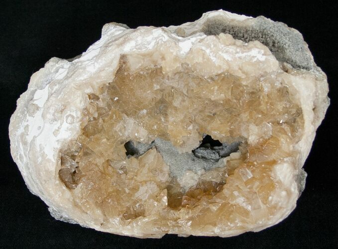 Fossil Clam Fossil with Calcite Crystals - Florida #14725